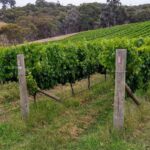 Vineyard-hedged-Jan-2022-2048x1097
